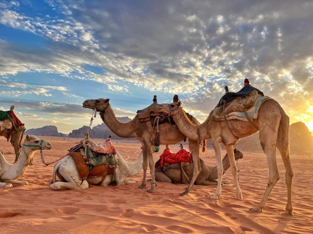 Rum Jordan Camp And Tours ワディ ・ラム エクステリア 写真